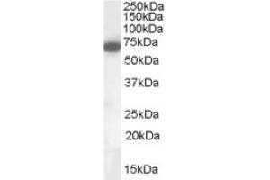 Image no. 1 for anti-Cell Adhesion Molecule 4 (CADM4) (C-Term) antibody (ABIN374902) (Cell Adhesion Molecule 4 抗体  (C-Term))