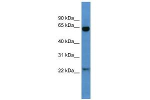 WB Suggested Anti-Baiap2 Antibody Titration:  0. (BAIAP2 抗体  (N-Term))