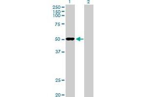Western Blot analysis of ODC1 expression in transfected 293T cell line by ODC1 MaxPab polyclonal antibody. (ODC1 抗体  (AA 1-461))