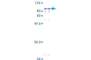 PPEF1 Protein (AA 1-653) (GST tag)