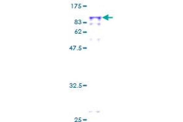 PPEF1 Protein (AA 1-653) (GST tag)