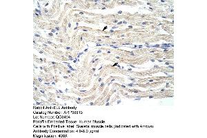 Human Muscle (ELL 抗体  (N-Term))