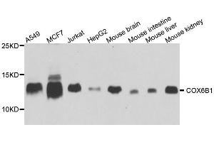 Western blot analysis of extracts of various cell lines, using COX6B1 antibody. (COX6B1 抗体  (AA 1-86))