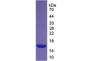 SDS-PAGE of Protein Standard from the Kit (Highly purified E. (Histone H4 ELISA 试剂盒)