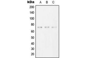 Western blot analysis of SYK expression in HeLa (A), Raw264. (SYK 抗体  (C-Term))