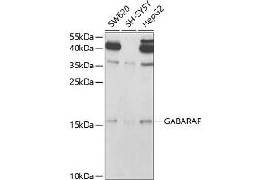Western blot analysis of extracts of various cell lines, using GABARAP antibody (ABIN6129966, ABIN6140874, ABIN6140877 and ABIN6221250) at 1:1000 dilution. (GABARAP 抗体  (AA 1-117))