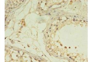 IHC analysis of paraffin-embedded human testis tissue, using G0S2 antibody (1/100 dilution). (G0S2 抗体  (AA 1-103))