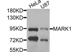 Western blot analysis of extracts of various cell lines, using MARK1 antibody. (MARK1 抗体)