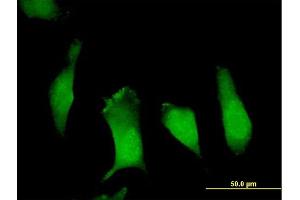 Immunofluorescence (IF) image for anti-Amyloid beta (A4) Precursor Protein-Binding, Family B, Member 1 (Fe65) (APBB1) (AA 1-708) antibody (ABIN513387)