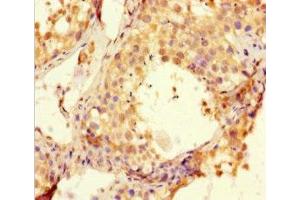 Immunohistochemistry of paraffin-embedded human testis tissue using ABIN7145898 at dilution of 1:100 (BTNL2 抗体  (AA 26-202))