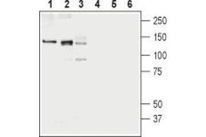 Western blot analysis of rat brain membranes (lanes 1 and 4), mouse brain membranes (lanes 2 and 5) and human K562 erythroleukemia cell lysates (lanes 3 and 6): - 1-3. (SLC12A4 抗体  (C-Term, Intracellular))