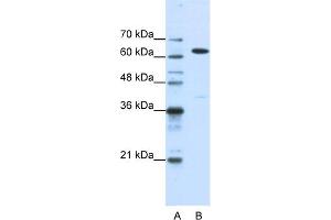 WB Suggested Anti-NXF1 Antibody Titration:  1. (NXF1 抗体  (N-Term))