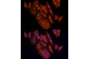 Immunofluorescence analysis of C2C12 cells using CLIC1 Rabbit pAb (ABIN6128983, ABIN6138719, ABIN6138721 and ABIN6217770) at dilution of 1:150 (40x lens). (CLIC1 抗体  (AA 42-241))