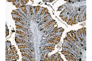 ABIN7094449 and ABIN7098497 at 1/100 staining Rat colorectal tissue by IHC-P. (CHRNA7 抗体  (N-Term))
