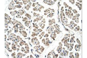 Image no. 1 for anti-EGF-Like-Domain, Multiple 8 (EGFL8) (C-Term) antibody (ABIN203442) (EGFL8 抗体  (C-Term))