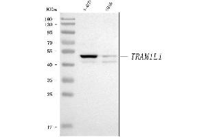 Western blot analysis of TRAM1L1 using anti-TRAM1L1 antibody (ABIN7602939).
