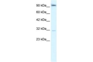 Western Blotting (WB) image for anti-Aryl Hydrocarbon Receptor (AHR) antibody (ABIN2460402) (Aryl Hydrocarbon Receptor 抗体)