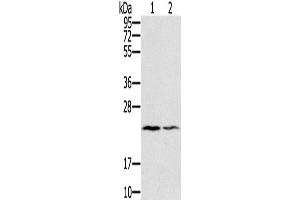 Western Blotting (WB) image for anti-Endothelin 2 (EDN2) antibody (ABIN2423392) (Endothelin 2 抗体)