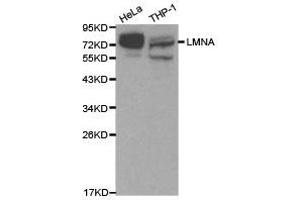 Western Blotting (WB) image for anti-Lamin A/C (LMNA) antibody (ABIN1873552) (Lamin A/C 抗体)