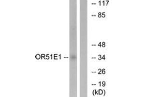 Western blot analysis of extracts from HeLa cells, using OR51E1 Antibody. (OR51E1 抗体  (AA 241-290))