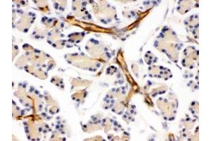 IHC testing of FFPE mouse pancreas with DARPP-32 antibody. (DARPP32 抗体)