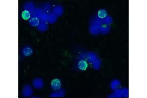 Immunocytochemistry (ICC) image for anti-Protein tyrosine Phosphatase, Receptor Type, C (PTPRC) antibody (ABIN94134)