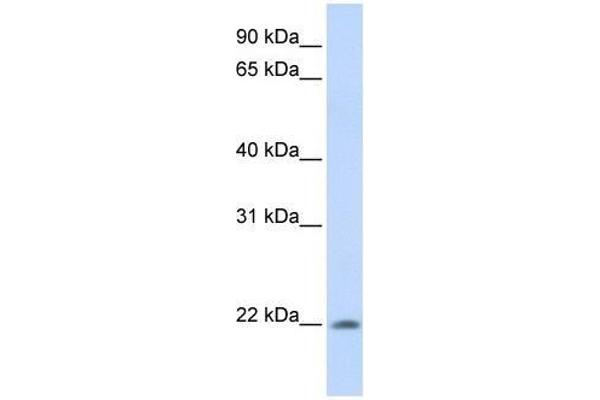 ATRAID 抗体  (C-Term)