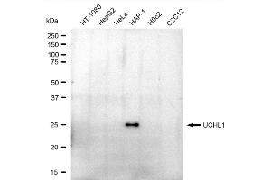 Western blotting analysis using UCHL1 antibody (ABIN7800707). (Recombinant UCHL1 抗体)
