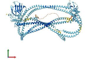 Protein Structure (PS) image for Structural Maintenance of Chromosomes 4 (SMC4) (AA 1-1286) protein (His tag) (ABIN7564565)