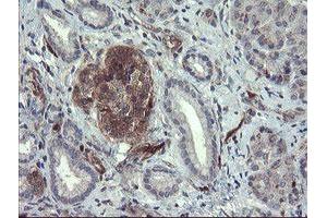 Image no. 9 for anti-TSC22 Domain Family, Member 1 (TSC22D1) antibody (ABIN1501540)