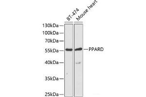 Western blot analysis of extracts of various cell lines using PPARD Polyclonal Antibody at dilution of 1:1000. (PPARD 抗体)