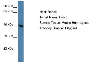 Host: Rabbit Target Name: Hmx3 Sample Type: Mouse Heart lysates Antibody Dilution: 1. (HMX3 抗体  (Middle Region))