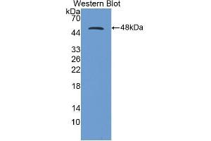 Western Blotting (WB) image for anti-CD40 Ligand (CD40LG) (AA 111-261) antibody (ABIN3209270) (CD40 Ligand 抗体  (AA 111-261))