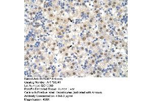 Human Liver (TARDBP 抗体  (N-Term))