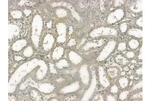 ABIN6255311 and ABIN6267132 at 1/100 staining human normal kidney tissue by IHC-P. (KSR1 抗体  (pSer392))