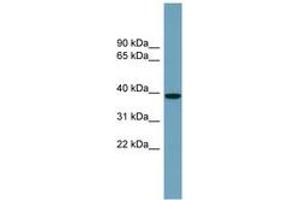 Image no. 1 for anti-NudC Domain Containing 3 (NUDCD3) (AA 287-336) antibody (ABIN6743814) (NUDCD3 抗体  (AA 287-336))