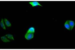 Immunofluorescence staining of Hela Cells with ABIN7127762 at 1:50, counter-stained with DAPI.