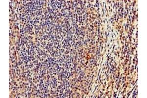 Immunohistochemistry of paraffin-embedded human lymph node tissue using ABIN7165180 at dilution of 1:100