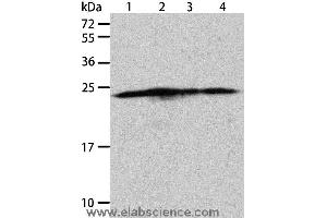 Western blot analysis of Hela, A431, 293T and Jurkat cell, using BAK1 Polyclonal Antibody at dilution of 1:900 (BAK1 抗体)