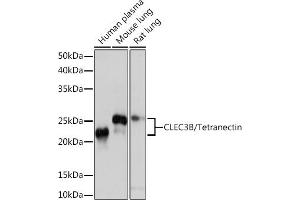 Western blot analysis of extracts of various cell lines, using CLEC3B/CLEC3B/Tetranectin Rabbit mAb (ABIN1679326, ABIN3018879, ABIN3018880 and ABIN7101681) at 1:1000 dilution. (CLEC3B 抗体)