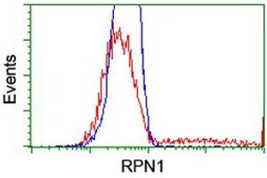 HEK293T cells transfected with either RC201554 overexpress plasmid (Red) or empty vector control plasmid (Blue) were immunostained by anti-RPN1 antibody (ABIN2455098), and then analyzed by flow cytometry. (RPN1 抗体)