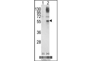 Western blot analysis of GATA2 using rabbit polyclonal GATA2 Antibody using 293 cell lysates (2 ug/lane) either nontransfected (Lane 1) or transiently transfected with the GATA2 gene (Lane 2). (GATA2 抗体  (AA 262-288))