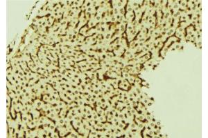 ABIN6274022 at 1/100 staining Mouse liver tissue by IHC-P. (LRP1 抗体  (C-Term))