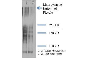 Western Blot analysis of Rat and mouse brain lysates showing detection of Piccolo protein using Mouse Anti-Piccolo Monoclonal Antibody, Clone 6H9-B6 (ABIN863104 and ABIN863105). (Piccolo 抗体)