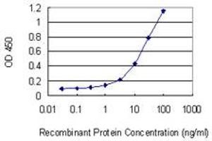 Detection limit for recombinant GST tagged MAP2K2 is 0. (MEK2 抗体  (AA 1-360))