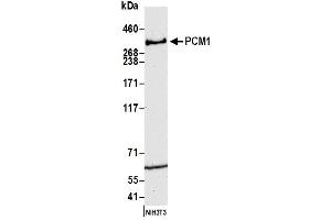 Western Blotting (WB) image for anti-Pericentriolar Material 1 (PCM1) (AA 1925-1975) antibody (ABIN7450548) (PCM1 抗体  (AA 1925-1975))