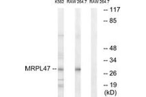 Western Blotting (WB) image for anti-Mitochondrial Ribosomal Protein L47 (MRPL47) (AA 191-240) antibody (ABIN2890057) (MRPL47 抗体  (AA 191-240))