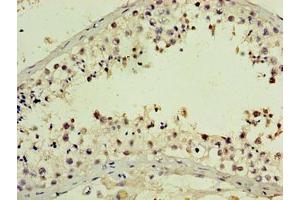 Immunohistochemistry of paraffin-embedded human testis tissue using ABIN7162631 at dilution of 1:100 (PNMA5 抗体  (AA 4-442))