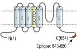 anti-Cyclic Nucleotide Gated Channel alpha 2 (CNGA2) (AA 643-660), (C-Term), (Intracellular) antibody