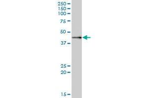 MRPS9 MaxPab polyclonal antibody. (MRPS9 抗体  (AA 1-396))